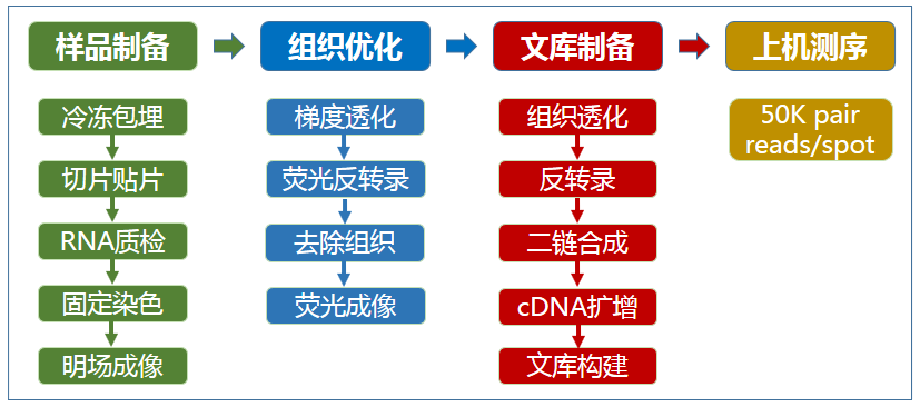 空间转录组实验流程